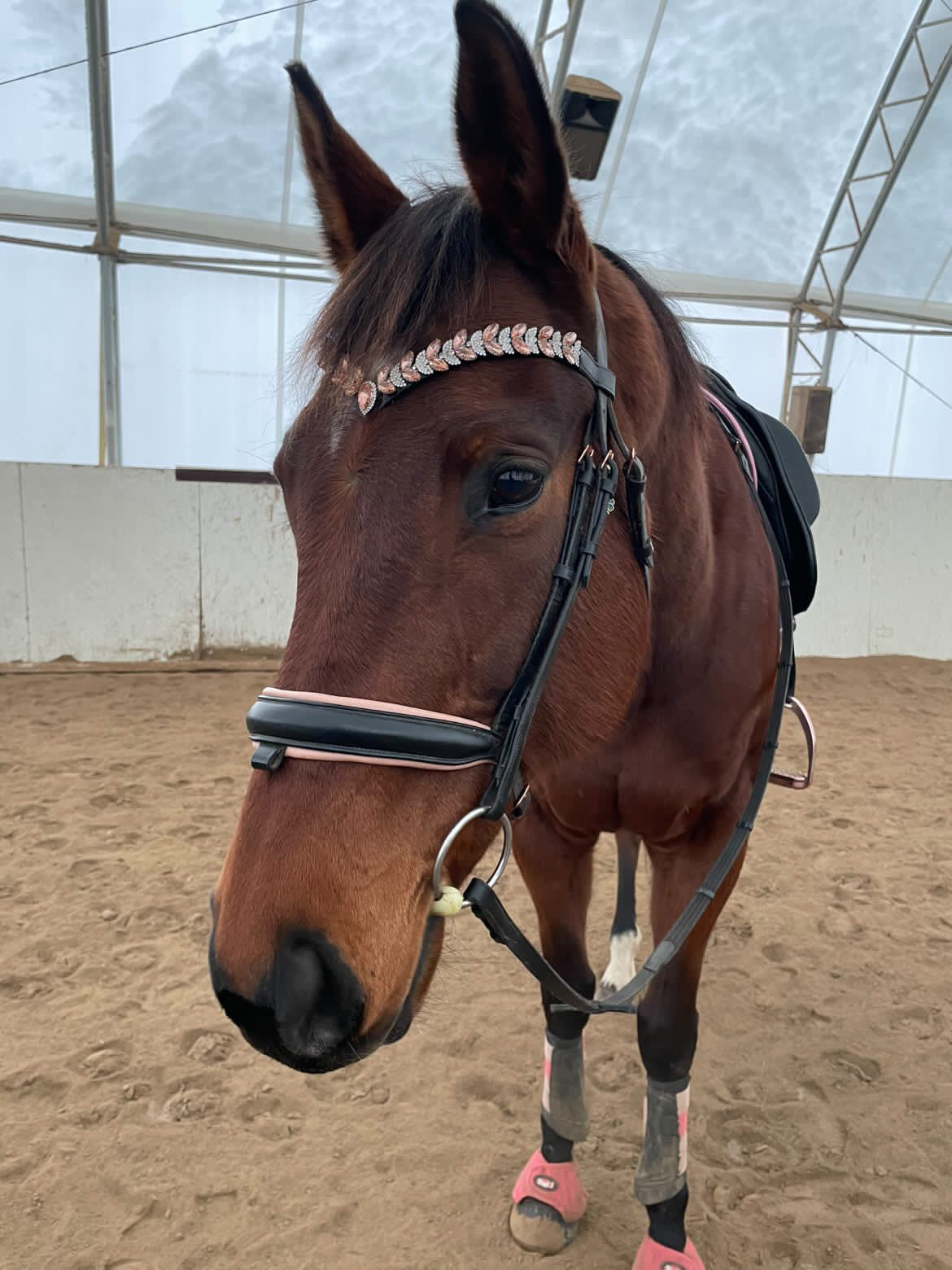 Icon Browband