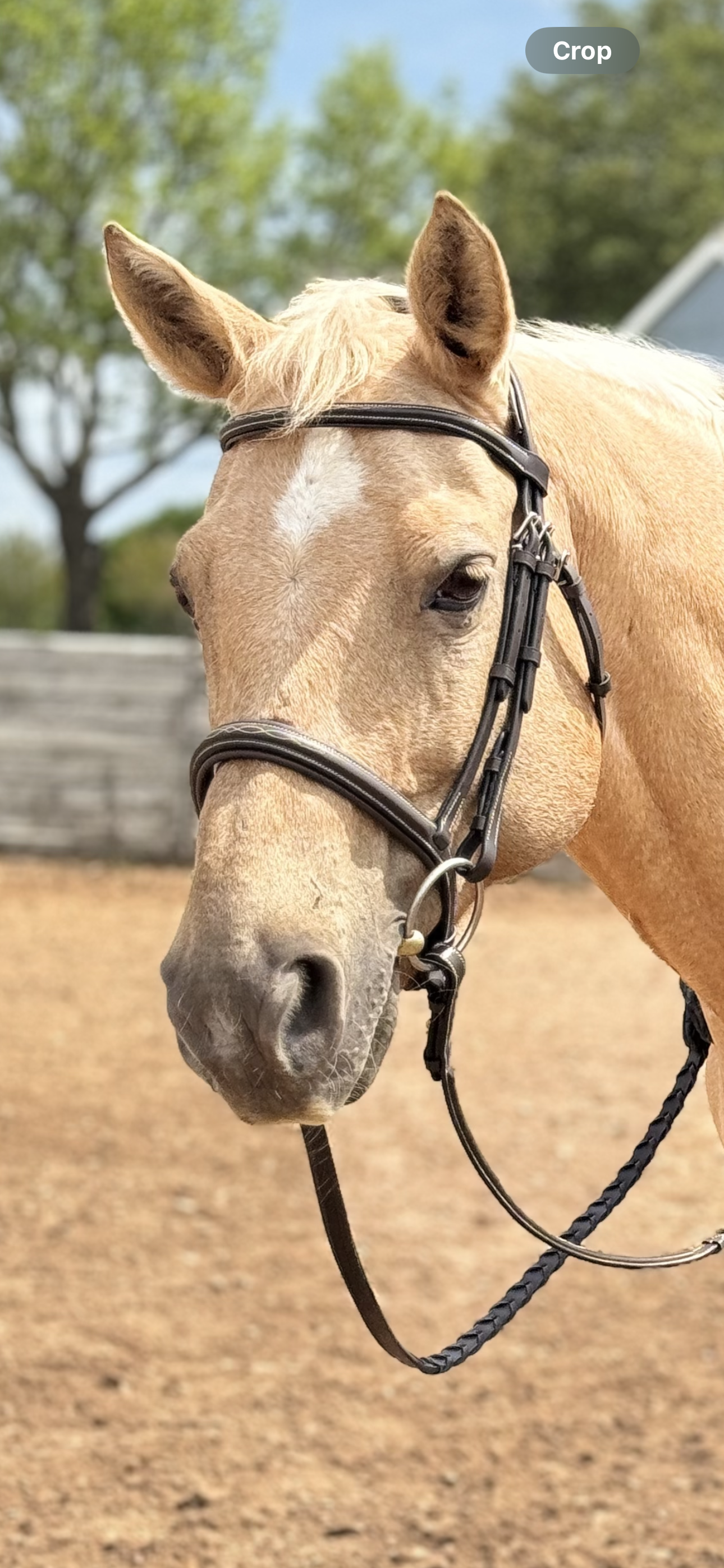 Huntfield Anatomical Bridle- Dark Brown